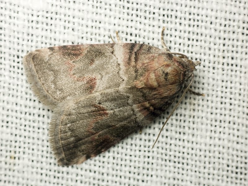 Lepidoptera